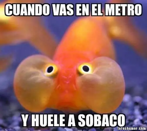 sino denuncia