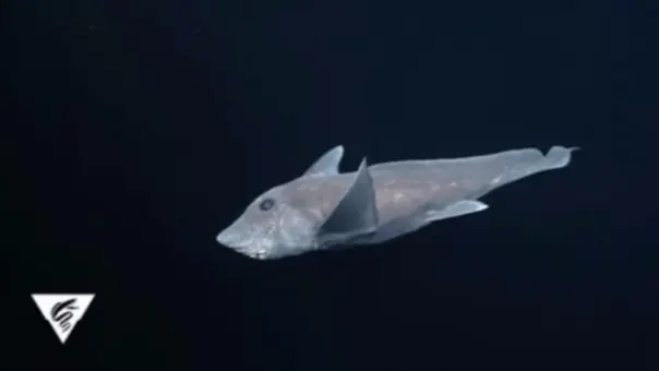 fantasma fantasma