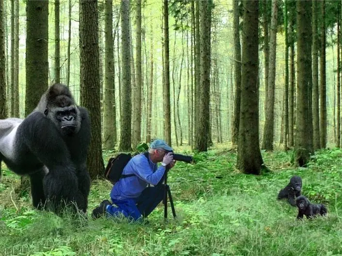 fotos