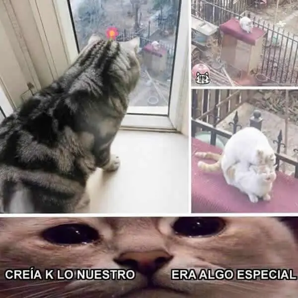 si te gusta