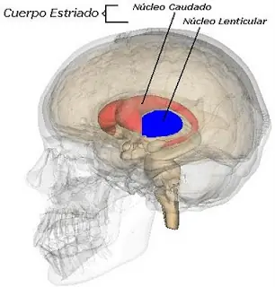 cerebro cerebro