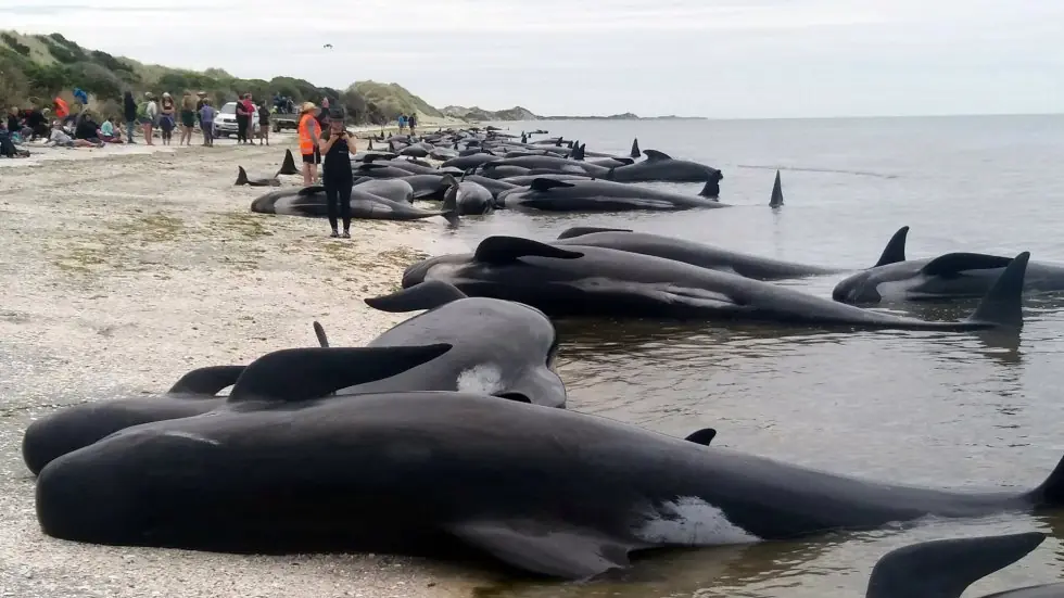 300 ballenas piloto aparecen muertas en Nueva Zelanda 300 ballenas piloto aparecen muertas en Nueva Zelanda