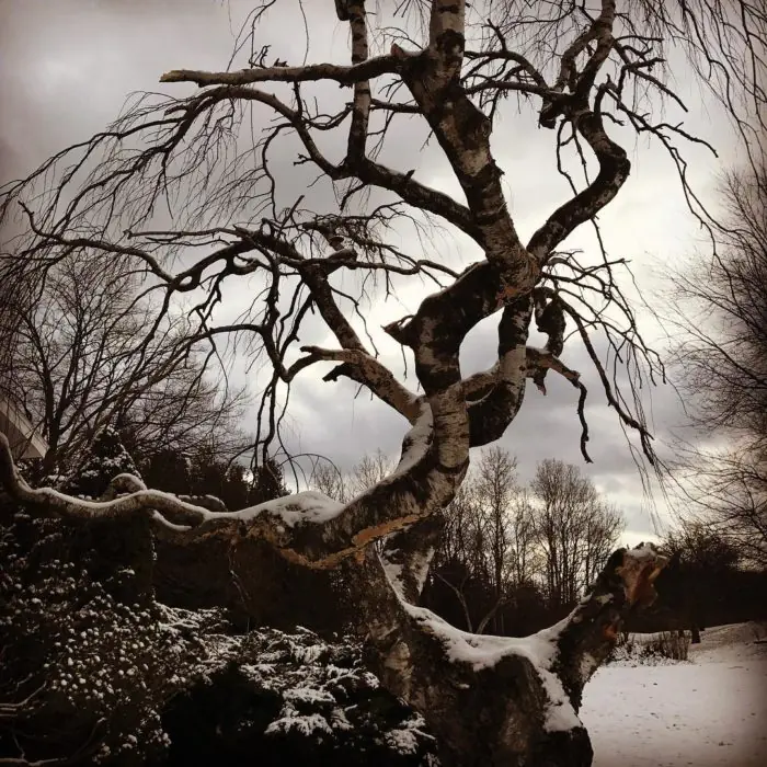 roble