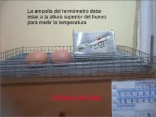 huevos