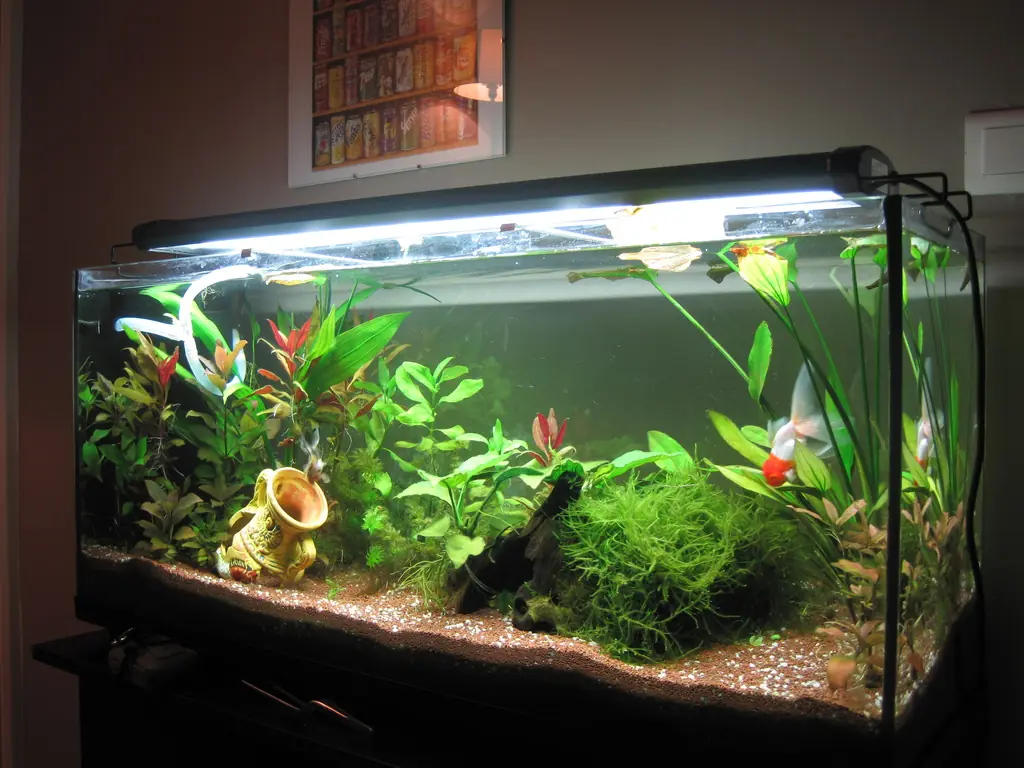 peces