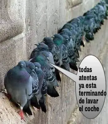 memes