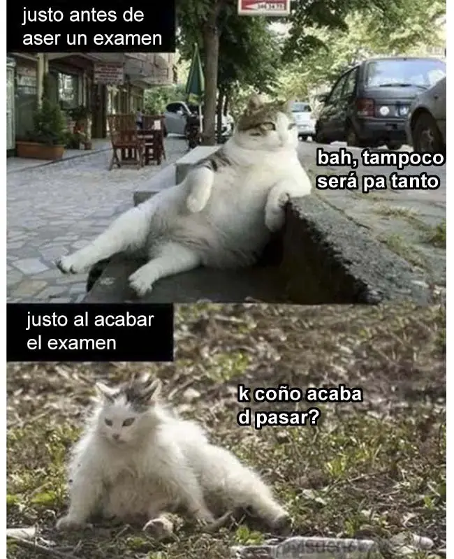 Memes