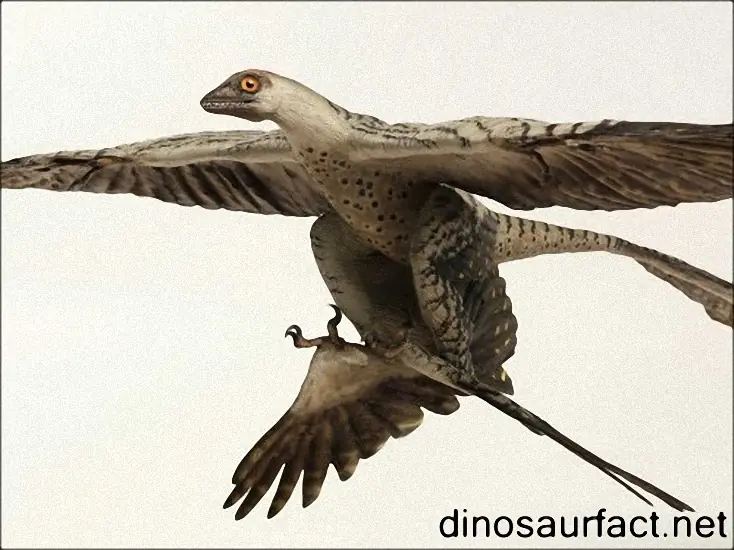 plumas