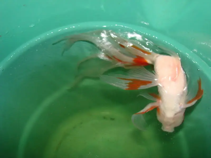 carassius