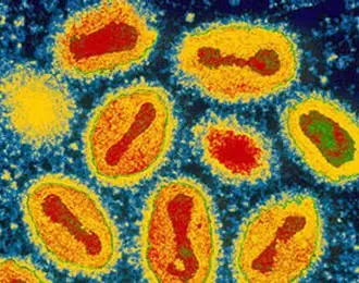 virus virus