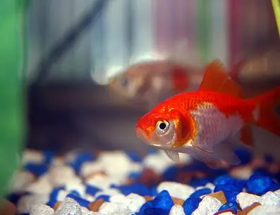 carassius