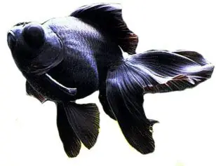 peceras