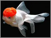 peces