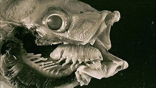 parasitos