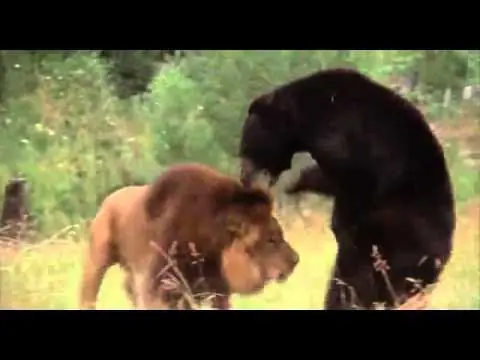 ¡Captan el momento de una PELEA entre un OSEZNO y un LEÓN!
