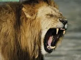 PELEA entre un OSO y un LEON
