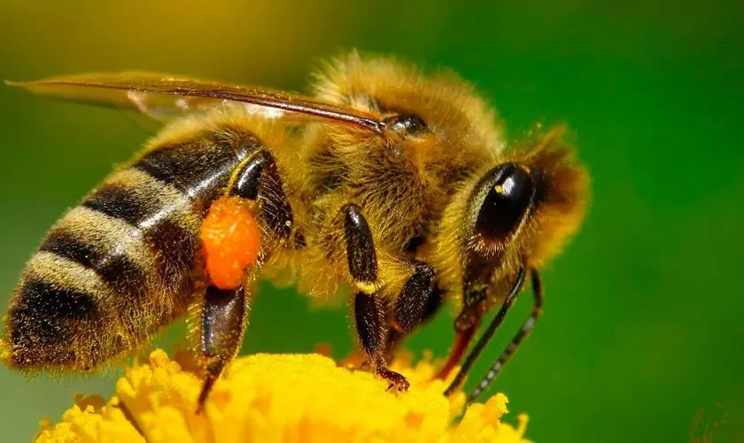 Crean un dron en forma de abeja para polinizar