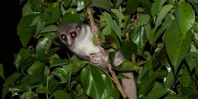 15 Animales que fueron descubiertos recientemente