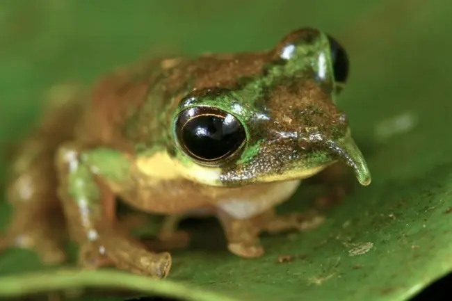15 Animales que fueron descubiertos recientemente