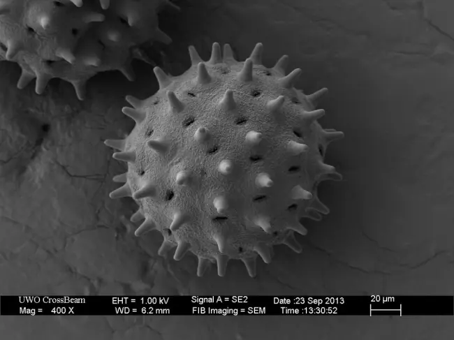 microscopio