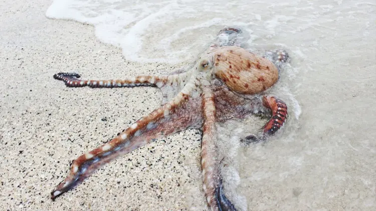 extraterrestres reales