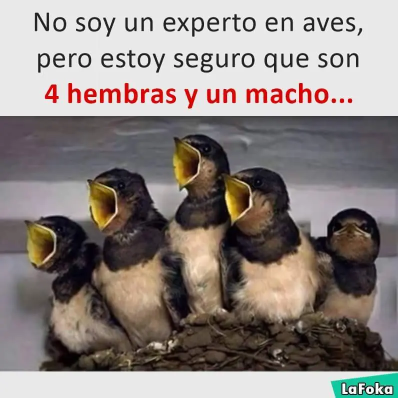 humor