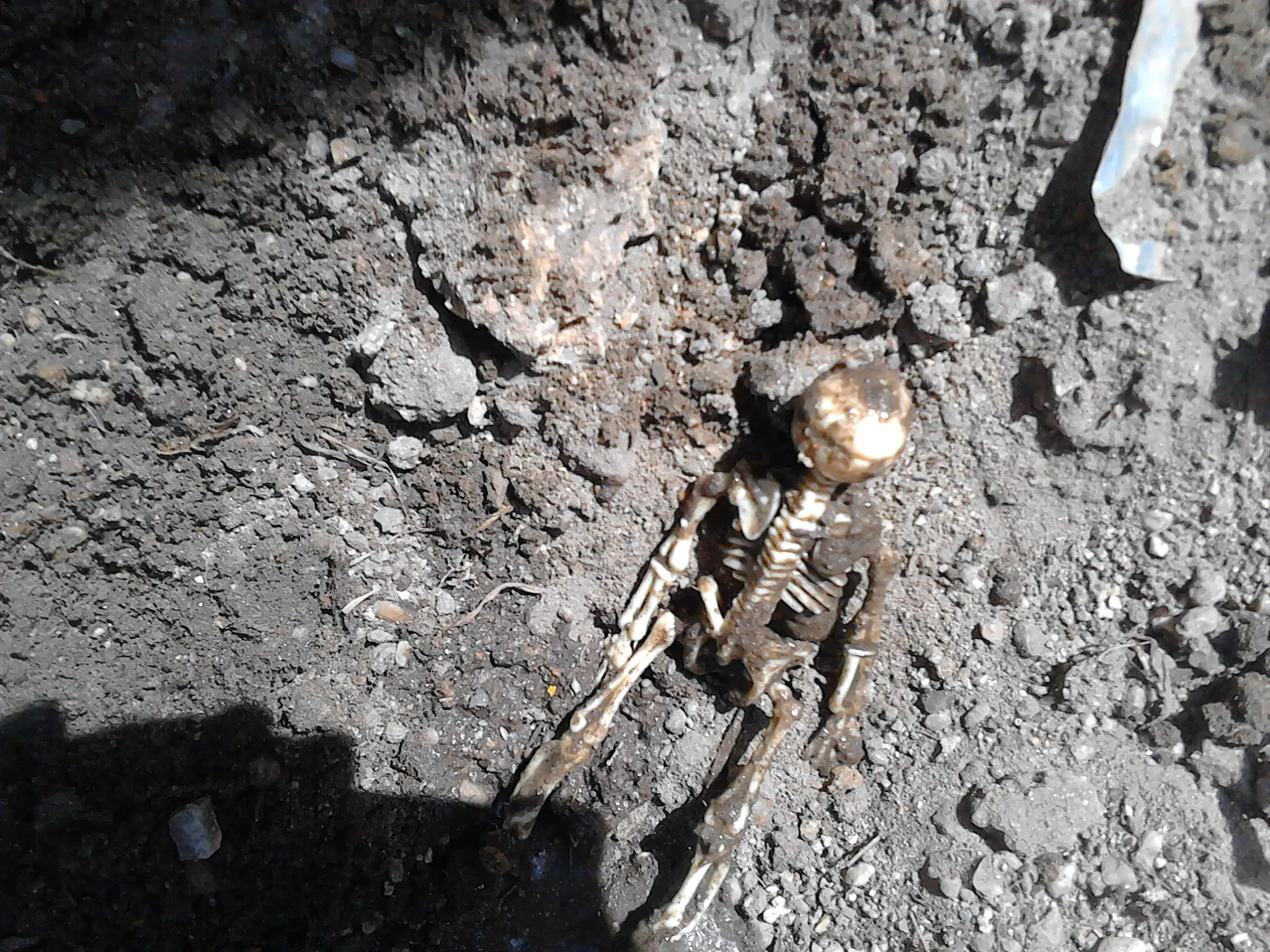 encontre un esqueleto en mi patio y te lo cuento