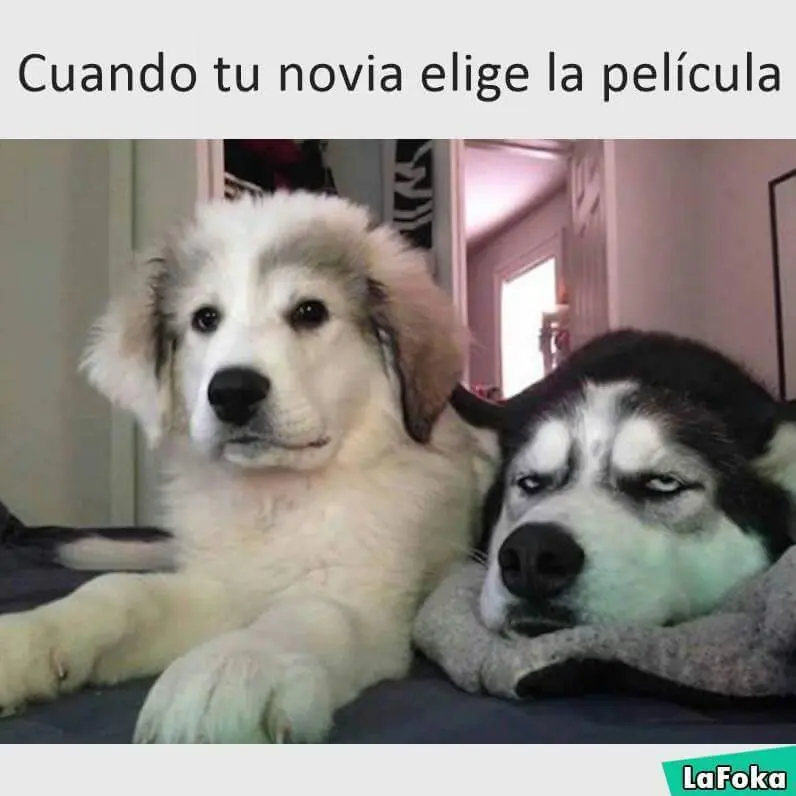 humor random