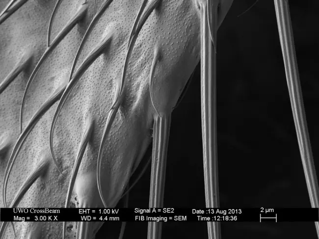 microscopio