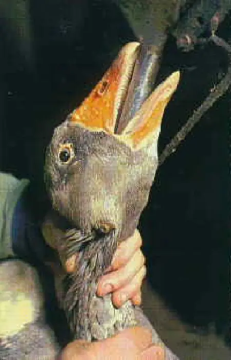 Vos sabes cual es el origen del Pate ? [Cruel Realidad]