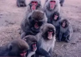 Campos morfogenéticos