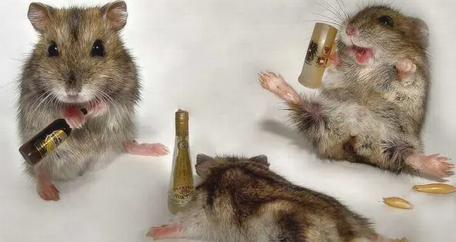 chatarra