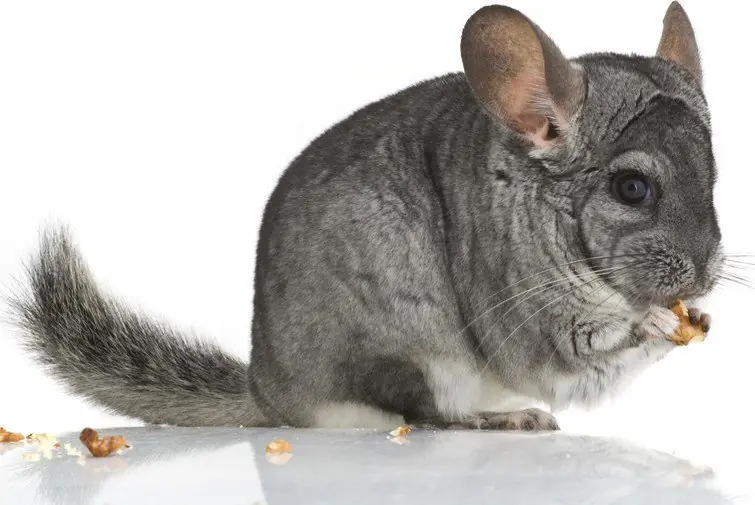 Animales que habitan en latinoamérica... en Peligro