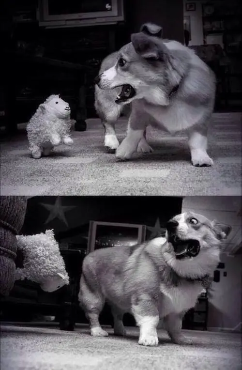 humor