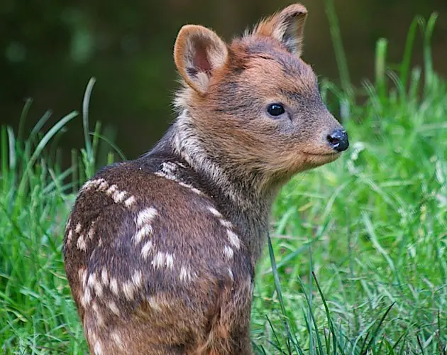 animales