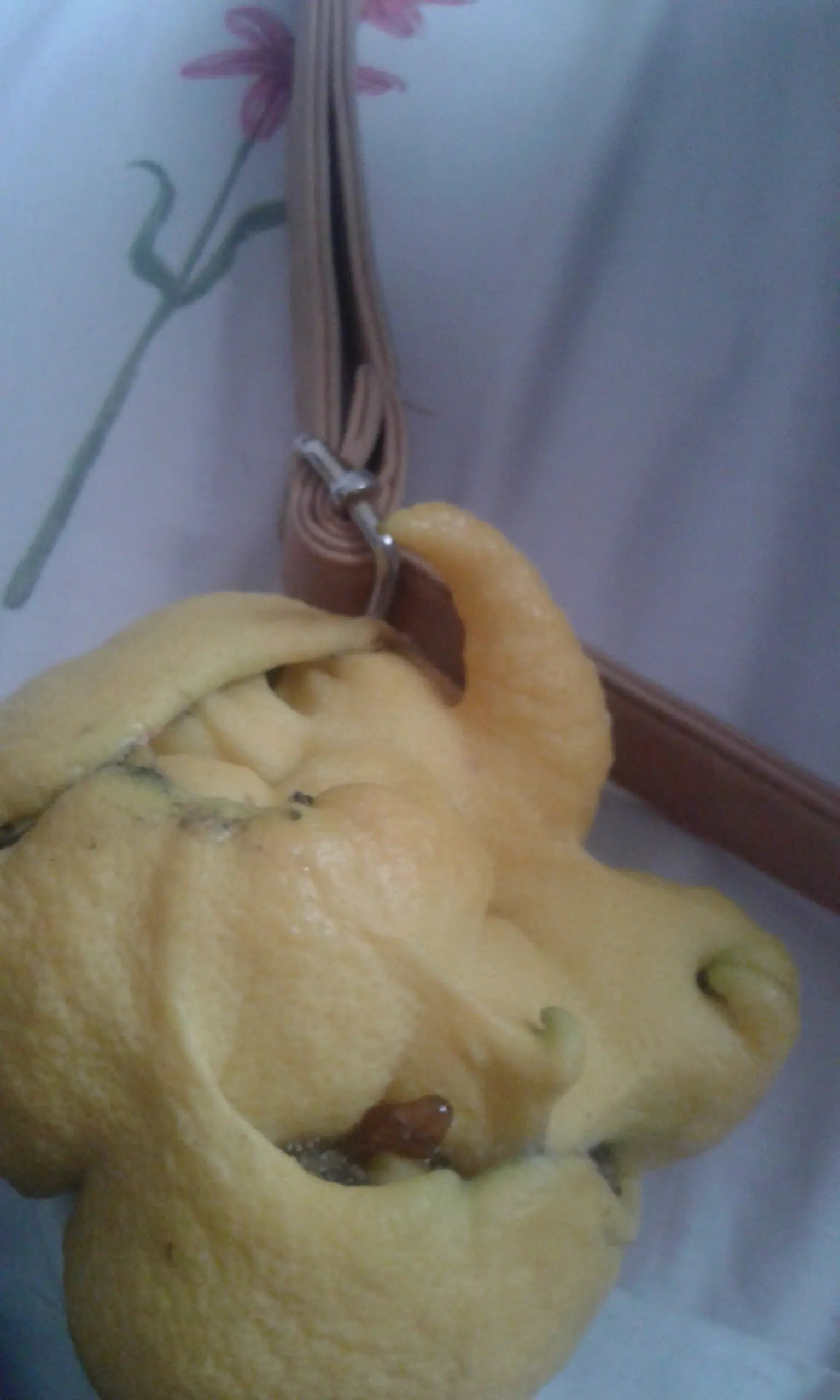 Encontre un limon mutante y te lo tromues