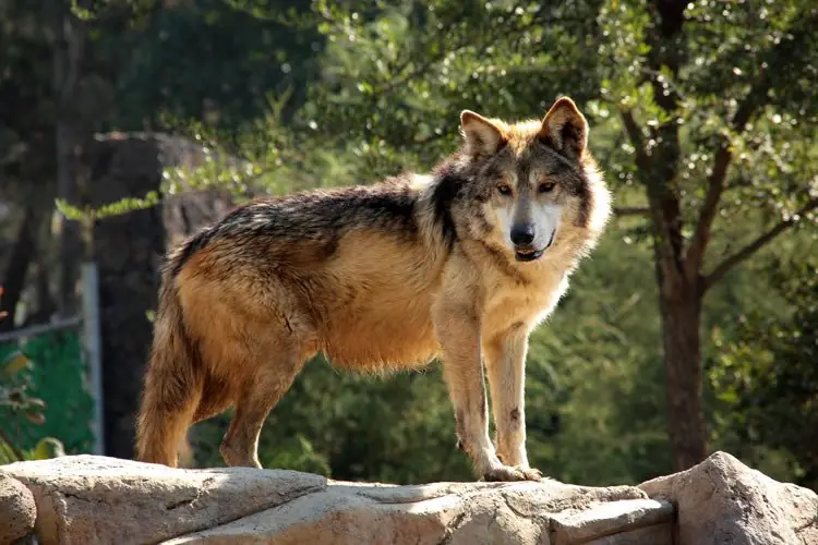 Animales que habitan en latinoamérica... en Peligro