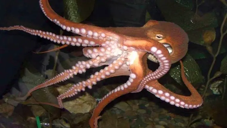 Nos mienten:Cierta especie animal tiene ADN "extraterrestre"