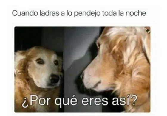 ¿Por qué eres así?: Plantea posibles reflexiones de tu perro