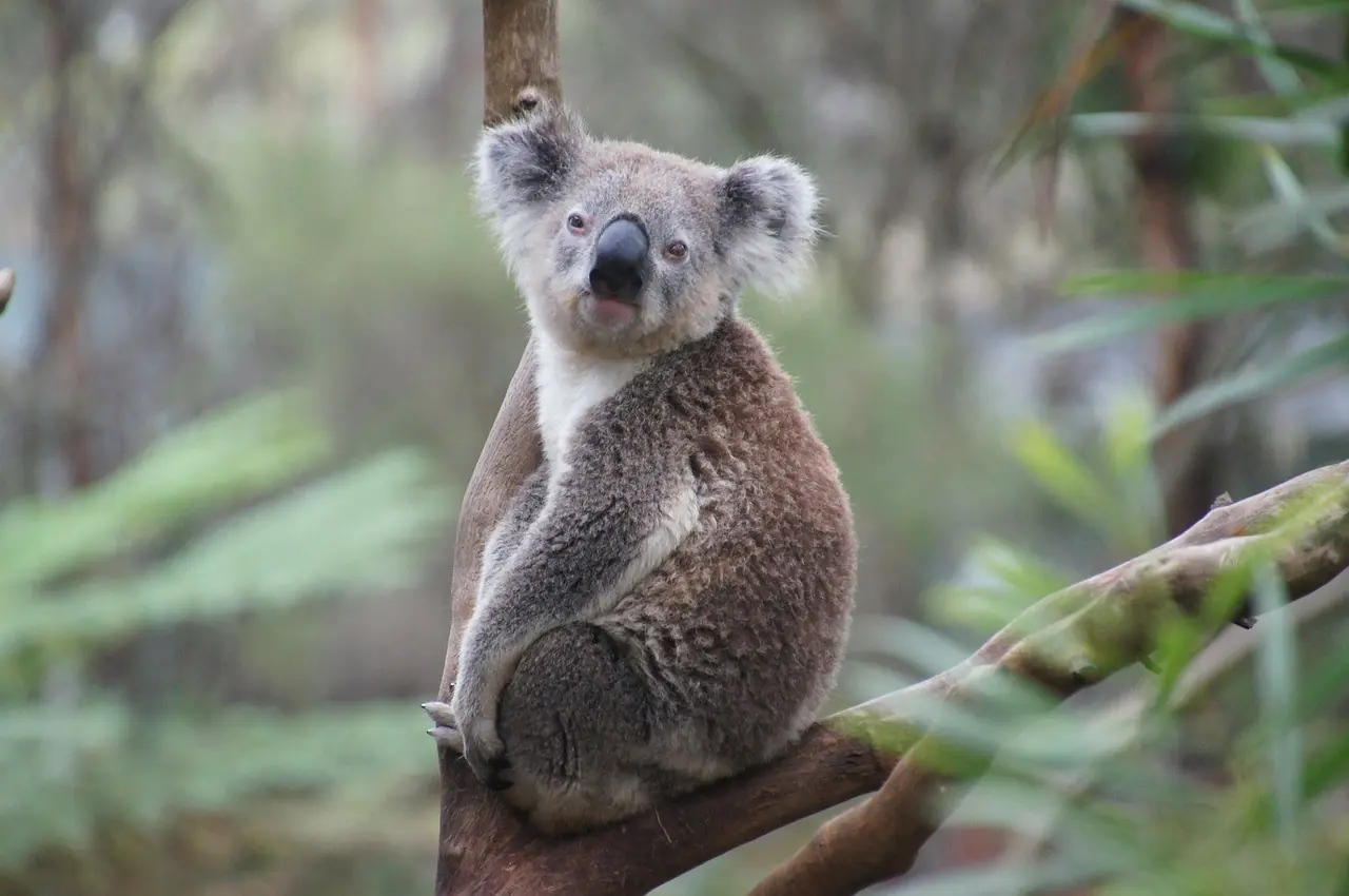 koalas