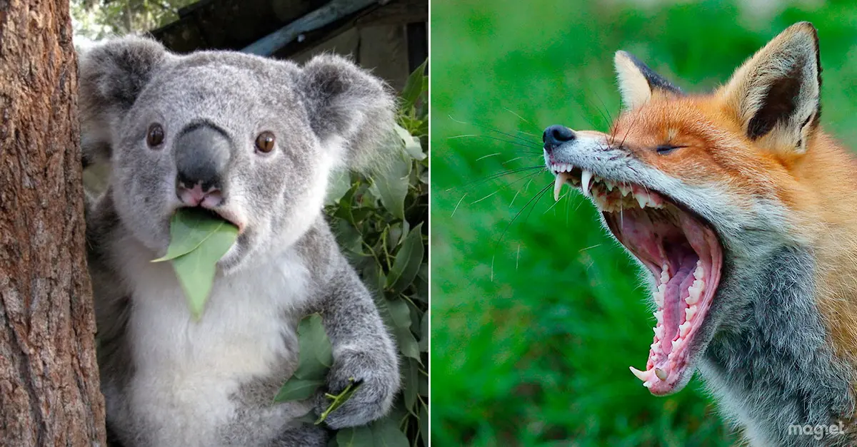 ¿Te gustan los koalas? A los zorros australianos también