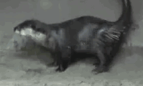 animales fantasticos