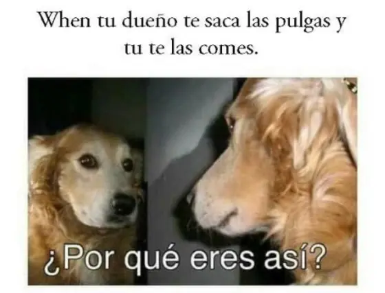 imagenes de humor