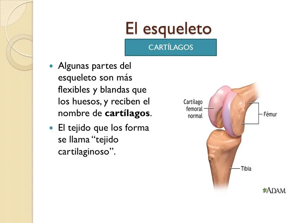sistema
