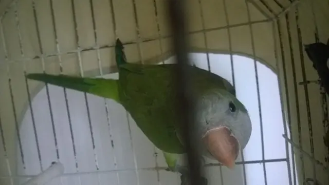 amiga
