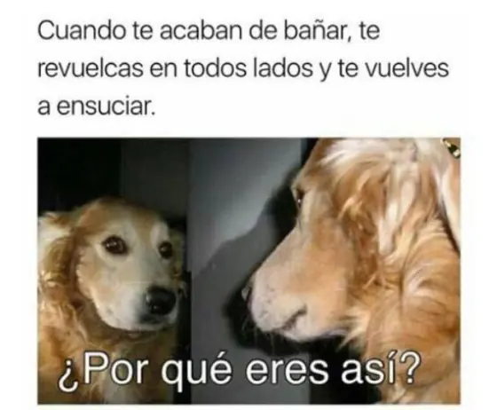 porque eres asi