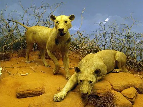 animales