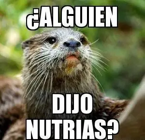 Que cosa es la nutria?