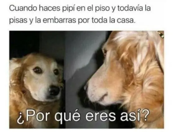 porque eres asi reflexiones de un perro