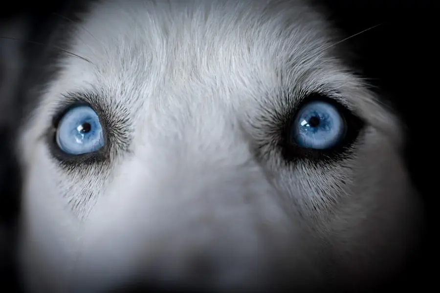 25 Curiosidades de los perros que quizas no sabias